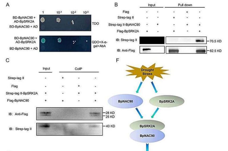 Phosphorylation: The molecular key to birch trees’ drought endurance