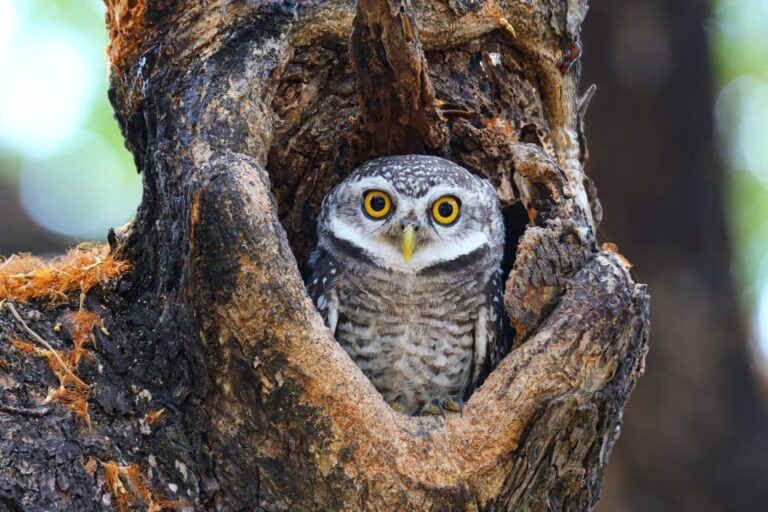 Most species are shifting their habitats due to climate change