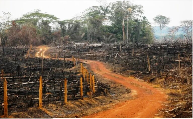 Colombia deforestation fell to historic low last year