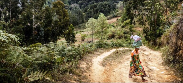 Forests face increasing risk of wildfires and pests due to climate change