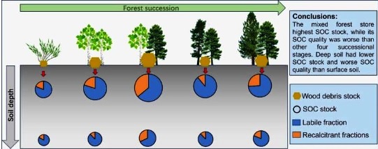 Mixed forests store more soil organic carbon than pure forests, researchers find