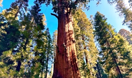 Tree bark plays vital role in removing methane from atmosphere, study finds