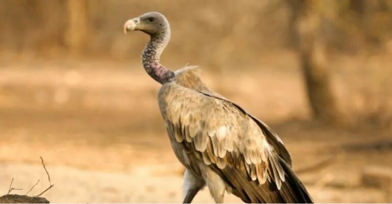 How decline of Indian vultures led to 500,000 human deaths