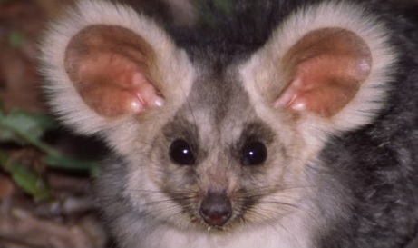 Australia’s environment could be fixed and threatened species saved for just 0.3% of GDP, experts say