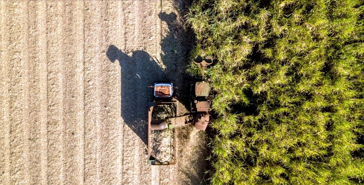 Strategic planting of ‘energy’ crops could mitigate biodiversity loss, study finds