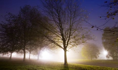 All-night streetlights make leaves inedible to insects, study finds