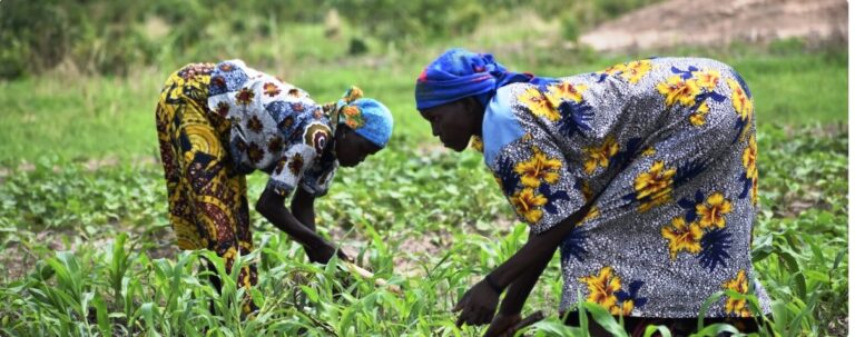 Resilient women farmers in Chad battle climate challenges and social barriers