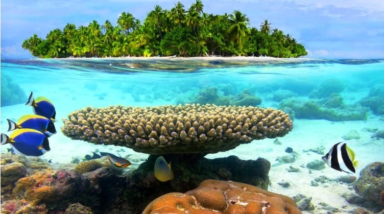 Coral restoration is a speculative, feel-good science that won’t save our reefs