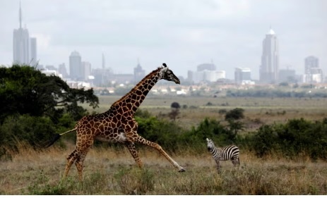 Humans to push further into wildlife habitats across more than 50% of land by 2070 – study