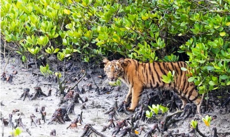 Successful environmental projects benefit nature and people, study finds