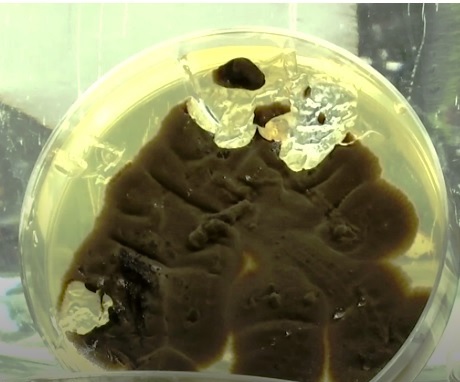 Plastic-eating fungi could be a glimmer of hope in cutting ocean pollution