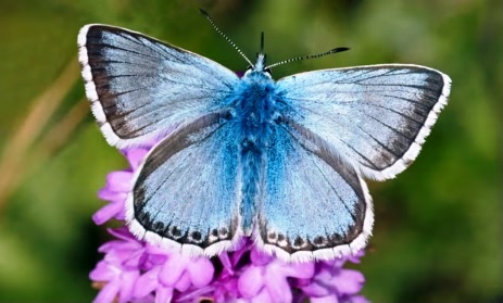 Startling genome discovery in butterfly project reveals impact of climate change in Europe