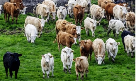 Global spending on subsidies that harm environment rises to $2.6tn, report says