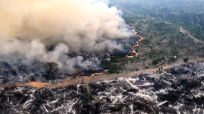 Amazon Forest Has Lost Area The Size Of Germany, France To Deforestation
