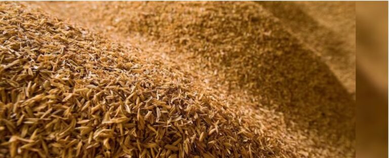 Replacing rice crop could help recover groundwater lost since 2000: Study