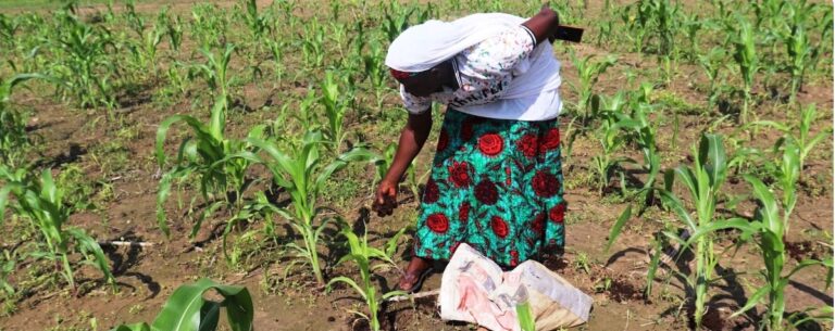 How the Zai farming technique is transforming soil fertility in North Cameroon