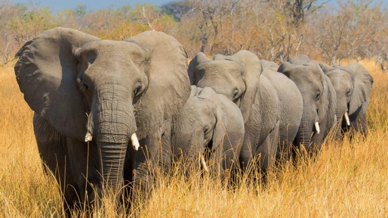 Zimbabwe orders culling of 200 elephants amid food insecurity
