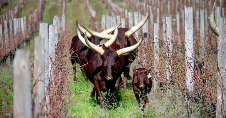 Running with bulls: South African vineyard incorporates cattle, other animals for chemical-free wine