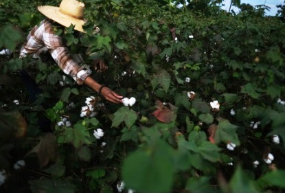 How Regenerative Farming Creates A Cleaner, Greener Textile Industry