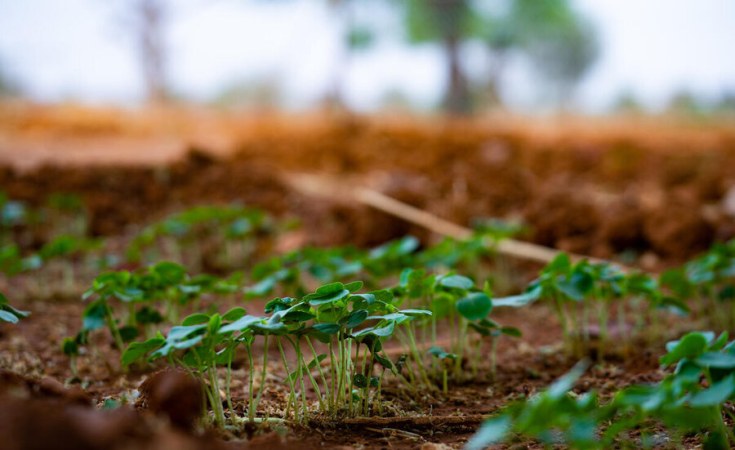 Africa: Is Crop Diversity Our Lifeline Against The Climate Crisis?