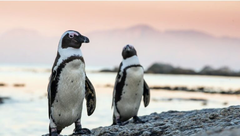 Artificial nests boost breeding success by 16.5% in endangered African penguins