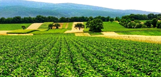 Canada’s agricultural policies are falling short of health and sustainability goals