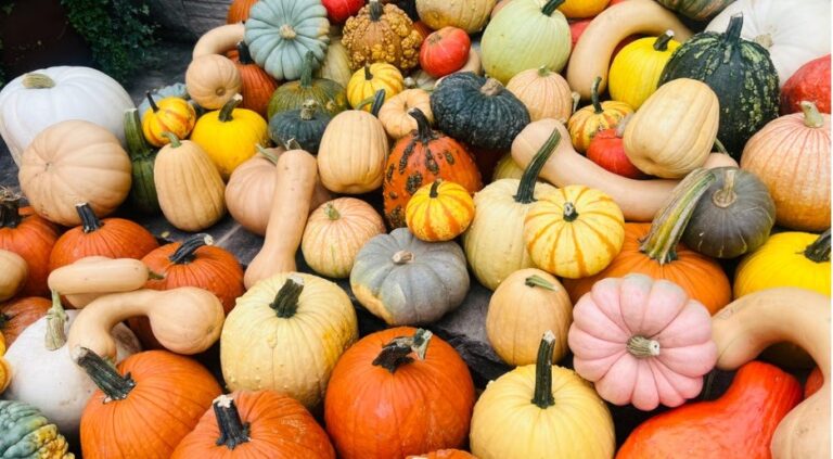 Beyond jack-o’-lanterns: Reimagining pumpkins in the circular economy this Halloween