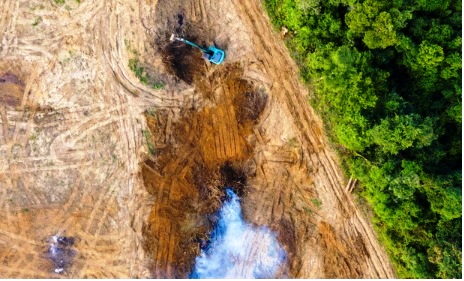 Deforestation ‘roaring back’ despite 140-country vow to end destruction