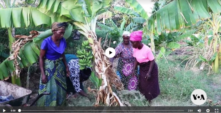 Malawi women make banana wine to fight climate change