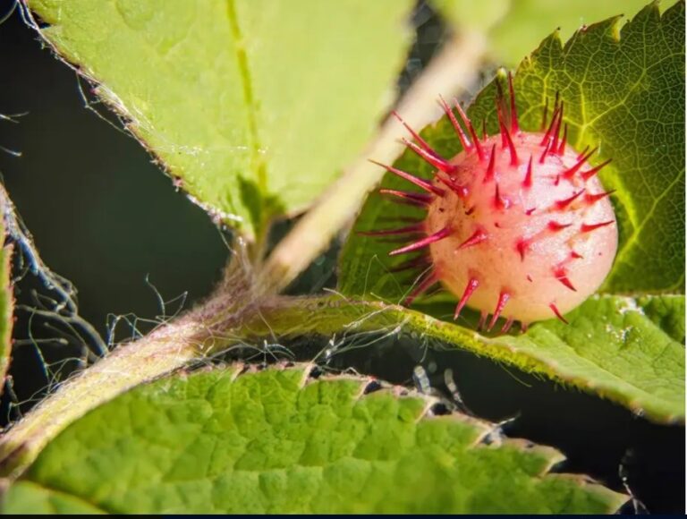 New wasp species named after famous thieves