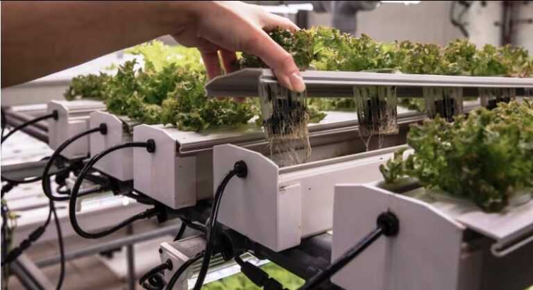 Plant vaccines could secure global food supplies and beat climate hazards