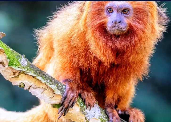 Primates face an uncertain future due to climate change