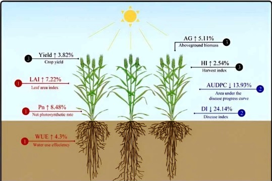Field study finds using biodiversity instead of pesticides can reduce crop damage from herbivores
