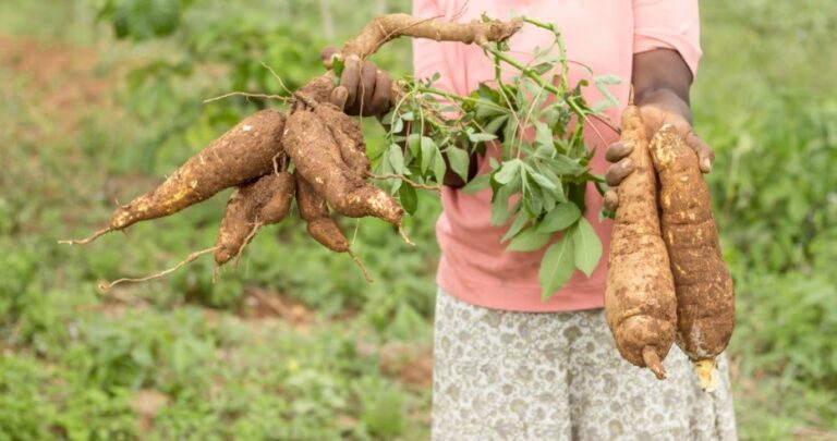 Food security in Africa: Managing water will be vital in a rapidly growing region