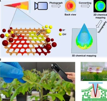 Researchers pioneer method to detect dehydration in plants