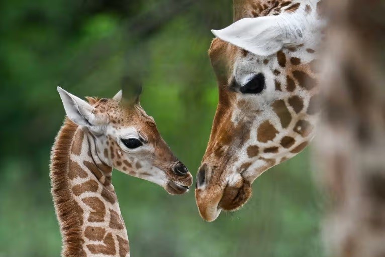US moves to list giraffes under Endangered Species Act for first time