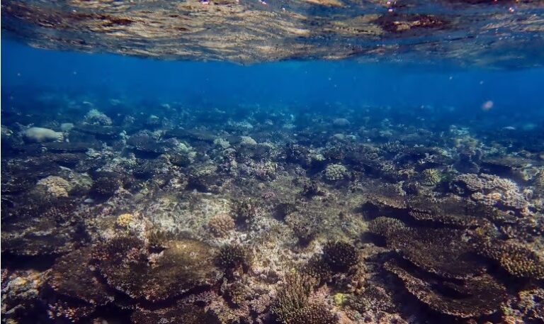 ‘Graveyard of corals’ found after extreme heat and cyclones hit northern Great Barrier Reef