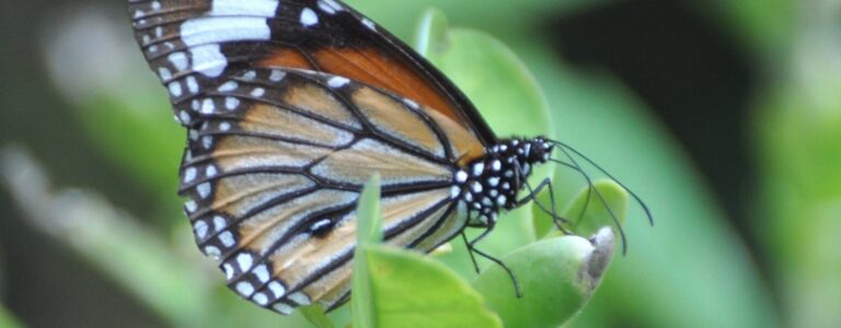 Conserving India’s biodiversity will cost Rs. 816 billion per year, says new plan