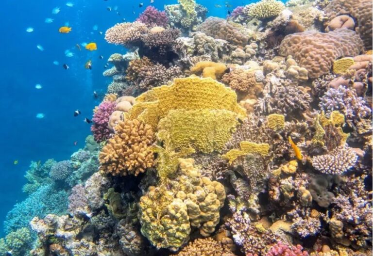 ‘Multivitamins’ could save coral reefs from climate destruction