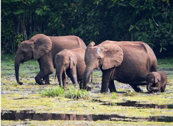 Nigeria’s last elephants: What must be done to save them?