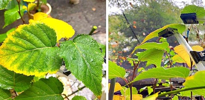 Smart agriculture technology attaches directly to underside of leaves for monitoring plants