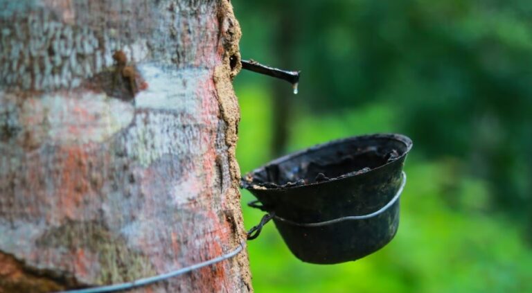 Converting rainforests into rubber plantations drastically alters soil’s physical, chemical properties: Study