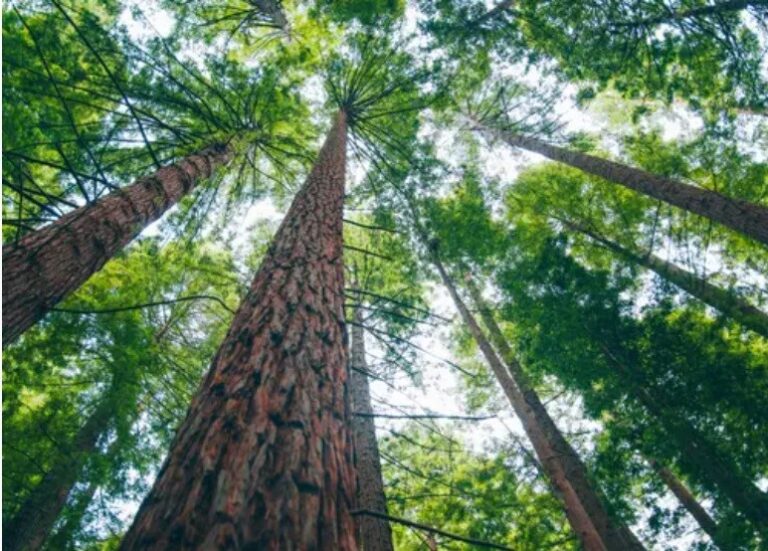 Scientists find two tree species with potential to generate clean electricity