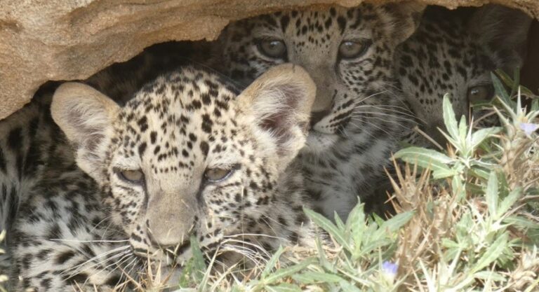 Critically endangered Arabian leopard triplets born in Saudi Arabia