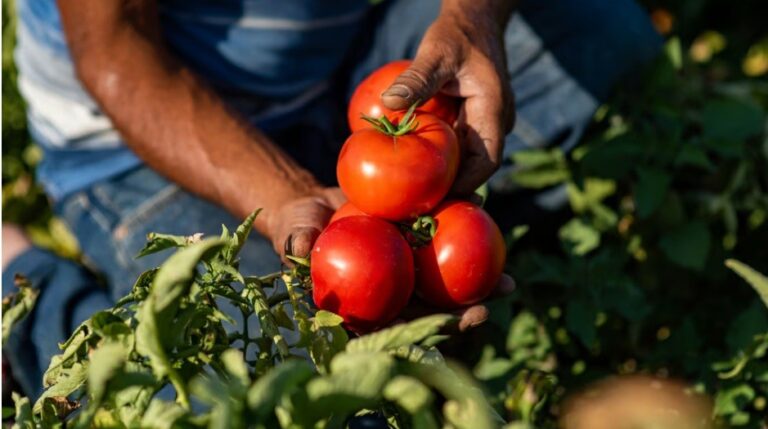 Africa’s worsening food crisis — it’s time for an agricultural revolution