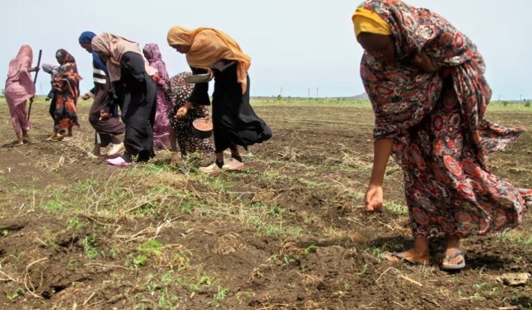 Global food production at increased risk from excess salt in soil, UN report warns