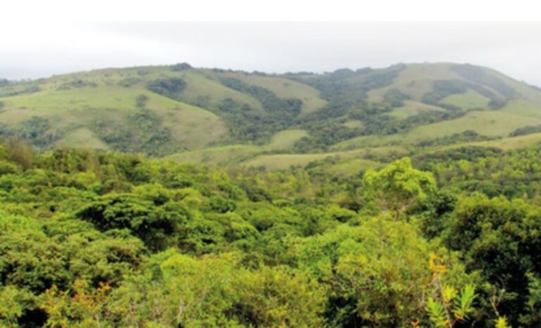 India’s forest and tree cover increased to 25.17 per cent in 2023