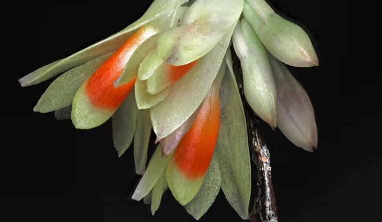 Toadstool with teeth and ghostly palm among plant and fungus finds of 2024