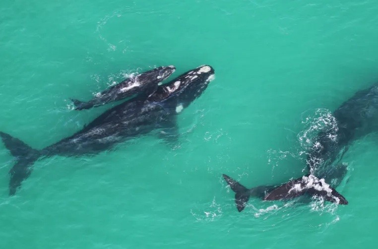 How ‘scientist’ whales are helping uncover the secrets of climate change