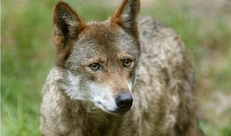 Wolves to lose protection, as EU lowers bar for shooting wildlife